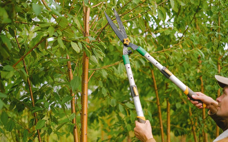 Tree trimming in Irasburg, VT