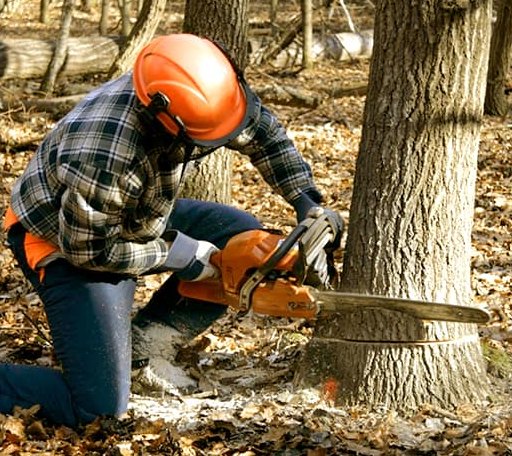 Tree Removal in Irasburg, VT